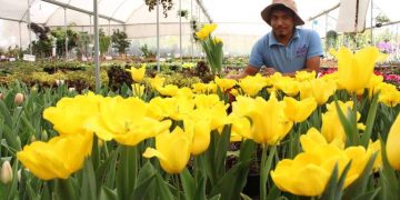 Atlixco cultiva 200 mil macetas de tulipanes de 50 variedades para San Valentín
