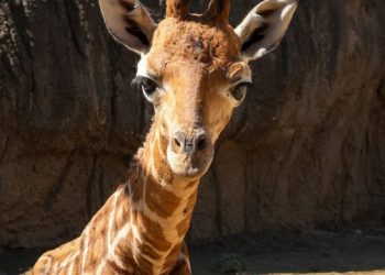 Jirafa bebé del Zoológico de Chapultepec ya tiene nombre