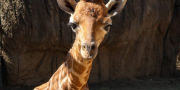 Jirafa bebé del Zoológico de Chapultepec ya tiene nombre
