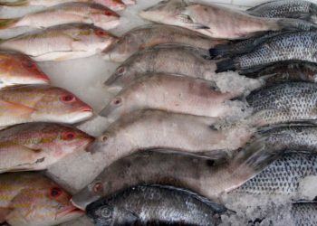 Sedeco estima una derrama de mil 602 millones de pesos por venta de pescados y mariscos por cuaresma