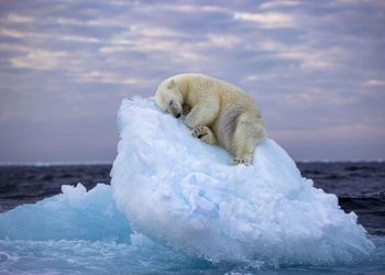 Esta foto ganó el concurso de fotografía natural del Museo de Historia Natural de Londres