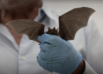 Los murciélagos llegan al Bosque de Chapultepec