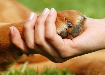 Los humanos transmiten más virus a animales que al contrario, asegura estudio