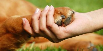Los humanos transmiten más virus a animales que al contrario, asegura estudio