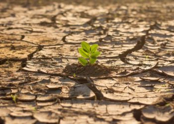 AMIS identifica al cambio climático como uno de los principales retos del sector  