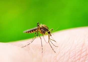 “Se espera la peor temporada de dengue en la historia en América Latina”, alerta la OPS