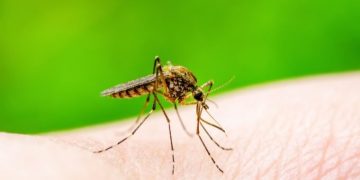 “Se espera la peor temporada de dengue en la historia en América Latina”, alerta la OPS