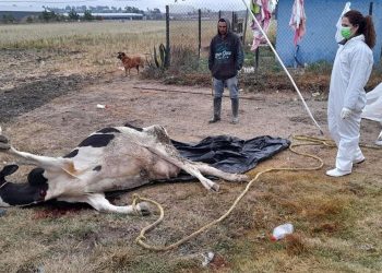 Hidalgo: Muerte masiva de ganado fue por consumo de pollinaza