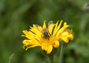 Las plantas quieren ser escuchadas
