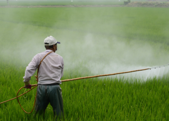 México busca alternativas al Glifosato