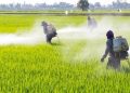 “El glifosato se ha usado desde hace más de 40 años como herbicida en todo el mundo, no es dañino para la salud”: CNA