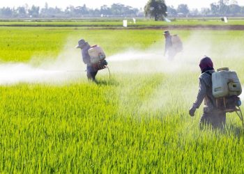 “El glifosato se ha usado desde hace más de 40 años como herbicida en todo el mundo, no es dañino para la salud”: CNA