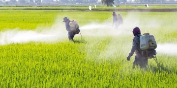 “El glifosato se ha usado desde hace más de 40 años como herbicida en todo el mundo, no es dañino para la salud”: CNA