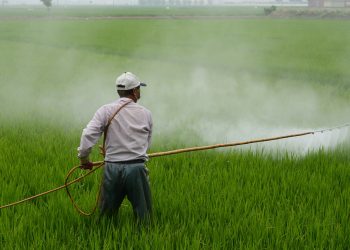 Senadores de Morena piden ampliar plazo para utilizar glifosato en el campo mexicano