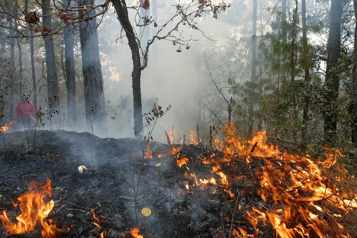 En Edomex Se Han Controlado Cinco Incendio Forestales, Quedan 17 ...