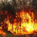 El 90% de los incendios en el Edomex son provocados, alerta el PVEM