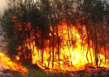El 90% de los incendios en el Edomex son provocados, alerta el PVEM