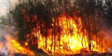 El 90% de los incendios en el Edomex son provocados, alerta el PVEM