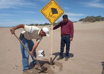 Alertan por presencia de tiburones y mantarrayas en playas del sur de Sonora