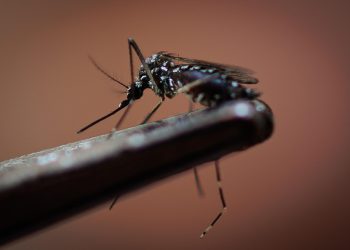 Se encienden las alertas por el Dengue en Guerrero
