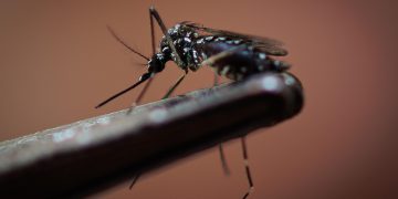 Se encienden las alertas por el Dengue en Guerrero