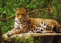 Así impacta la produccion y exportación de camarón en el jaguar y los manglares