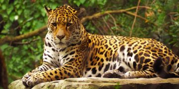 Así impacta la produccion y exportación de camarón en el jaguar y los manglares