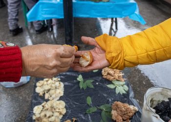 Chapingo explora propiedades innovadoras de los hongos