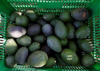 México fortalece exportación de aguacate a Canadá: Luis Doporto Alejandre