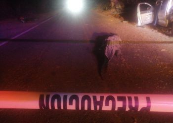 Mueren tres personas tras impactar contra un cocodrilo en Sinaloa