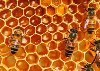 Mujeres indígenas luchan contra la crisis climática al salvar abejas