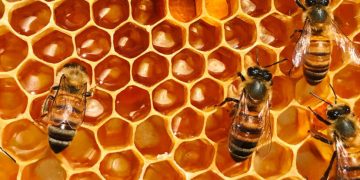 Mujeres indígenas luchan contra la crisis climática al salvar abejas