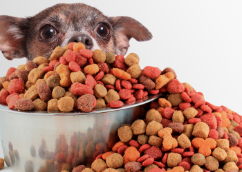 Determina la SCJN que es Constitucional el pago del IVA en alimentos procesados para mascotas