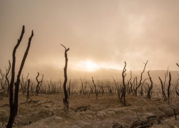 Cambio climático será la principal causa del declive de biodiversidad a mitad de siglo, asegura estudio