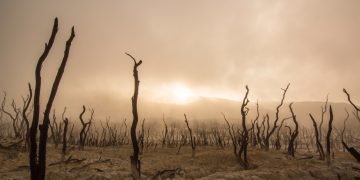 Cambio climático será la principal causa del declive de biodiversidad a mitad de siglo, asegura estudio