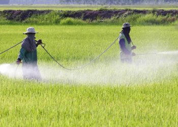 “El glifosato lleva 40 años usándose en México, será difícil encontrar un sustituto”: CNA