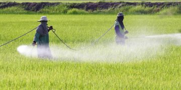 “El glifosato lleva 40 años usándose en México, será difícil encontrar un sustituto”: CNA