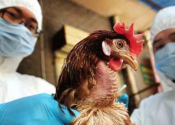 “Hay que vigilar de cerca la transmisión de la gripe aviar H5N1 a humanos”: OMS