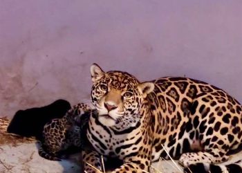 Nacen 3 cachorros de jaguar en Chapultepec CDMX