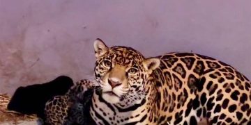 Nacen 3 cachorros de jaguar en Chapultepec CDMX