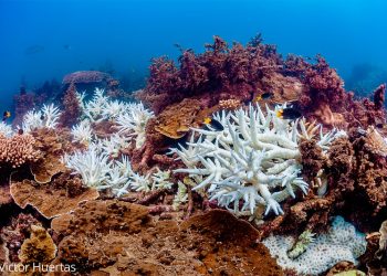 “Los océanos están sufriendo un blanqueo masivo de los corales a nivel global”: NOAA