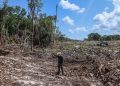 “En tramo 5 del Tren Maya, se contabilizan 10 millones de árboles talados”: José Urbina