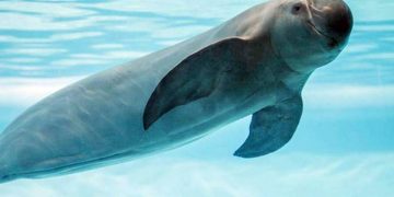 Gobierno de México hará un conteo de la vaquita marina en el golfo de California