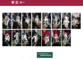 Brigada de la SSC rescata a 17 perritos en Iztacalco