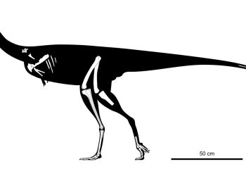 Hallan los restos de una nueva especie de dinosaurio