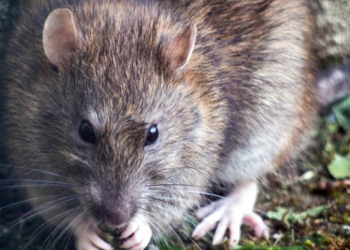 ¡Ojo! Convocan a una “cumbre nacional sobre ratas urbanas”