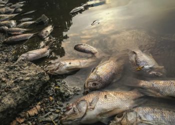 Mueren miles de peces en la huasteca hidalguense