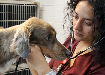 Mascotas pueden morir por “golpe de calor”