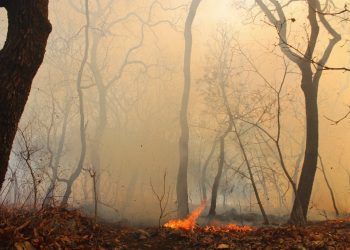 Sofocan incendio de Tilzapotla