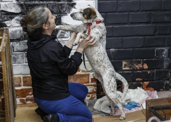 Mascotas rescatadas de inundaciones en Brasil buscan un nuevo hogar